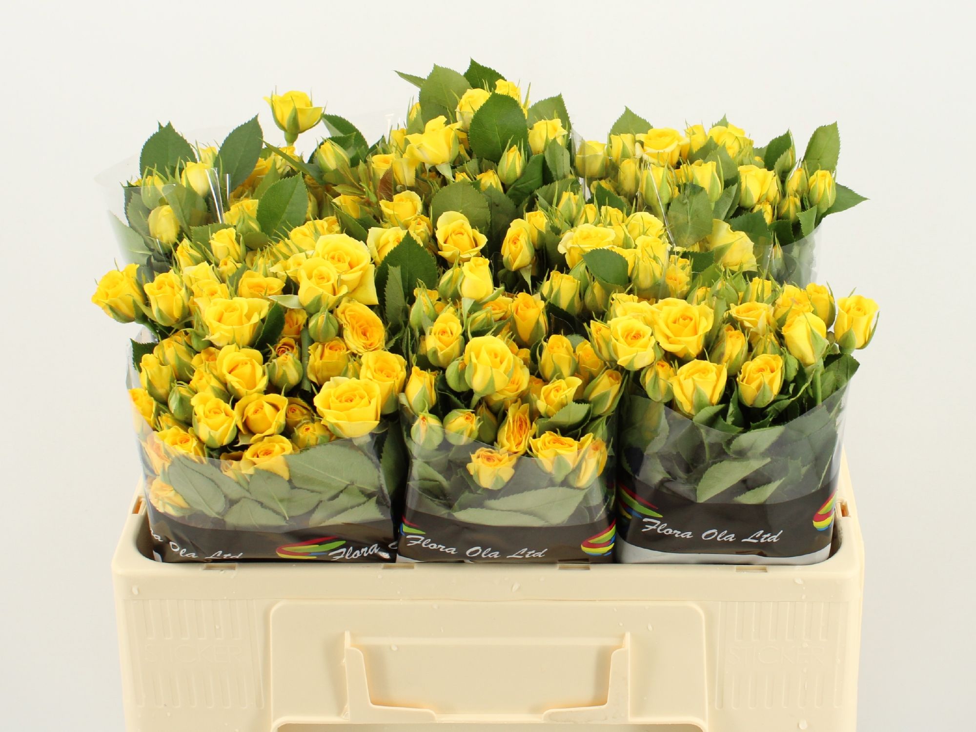 Rosa Spray Yellow Babe 50cm
