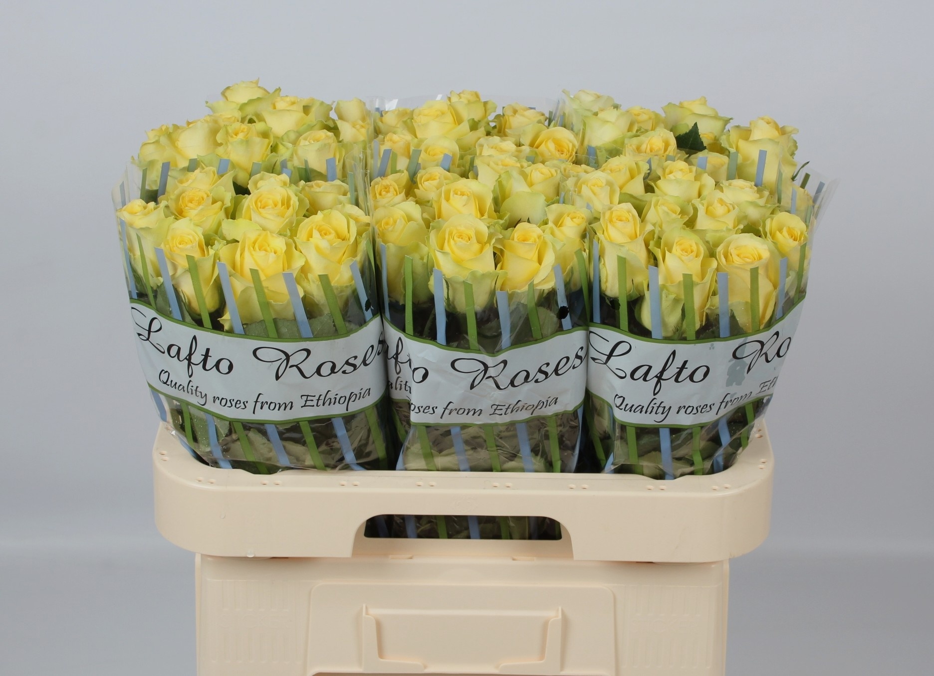 R Gr Minion Rose