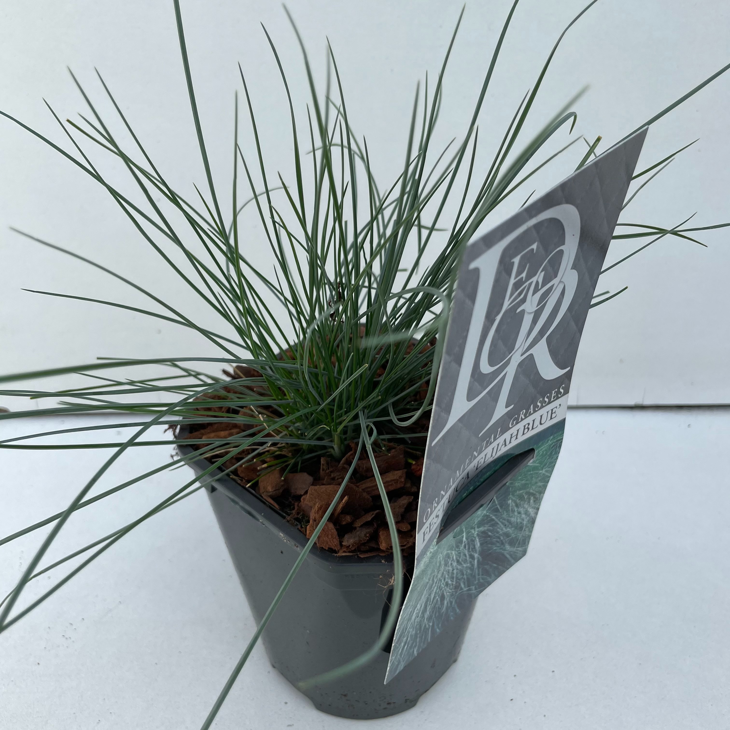 Festuca glauca 'Elijah Blue'