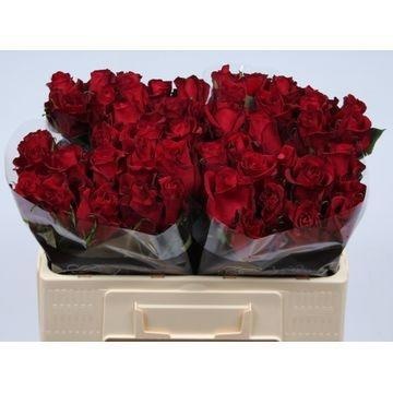 Rosa Ever Red 50cm