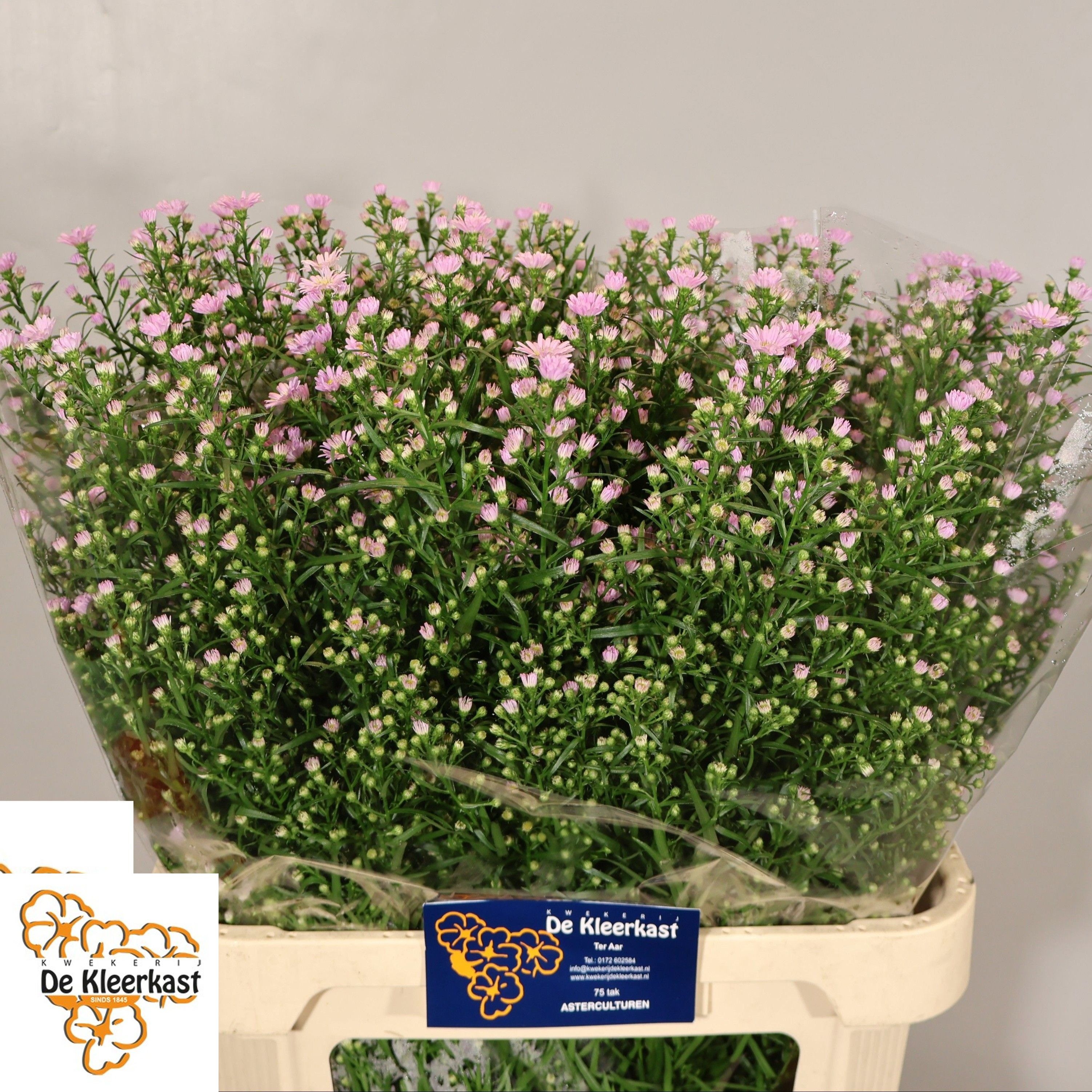 Aster Claudia 80cm 40gram
