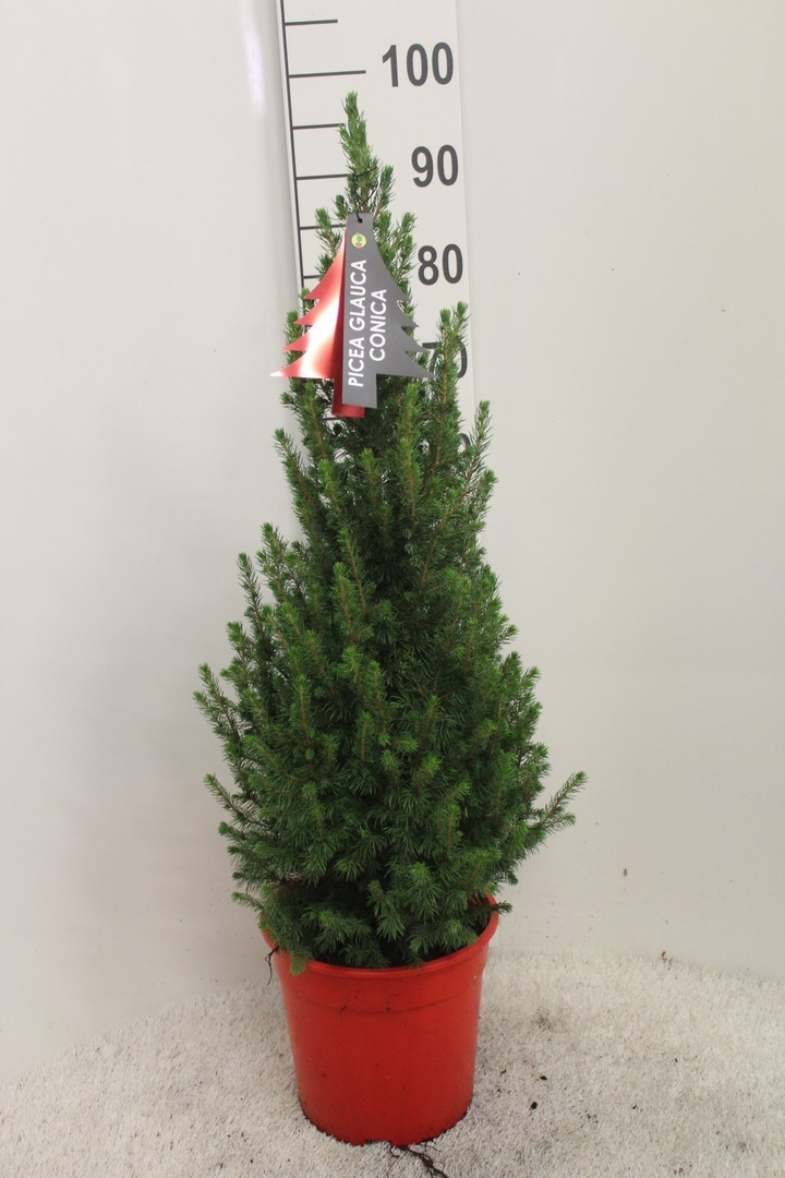 Picture of Picea glauca Conica P24 (6 Ltr) 80/90CM-INC-POT/POTGROWN/RED (LOOSE)