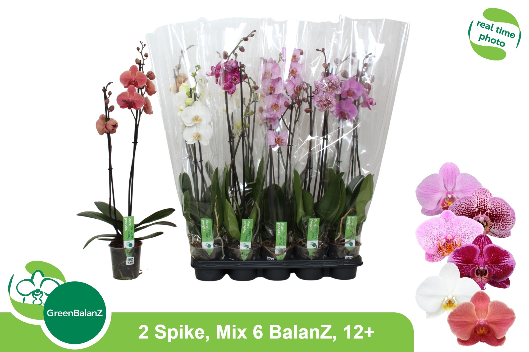 Phal Gem 6 Kl 12P 75H 2TAK 12bloem 23bloei