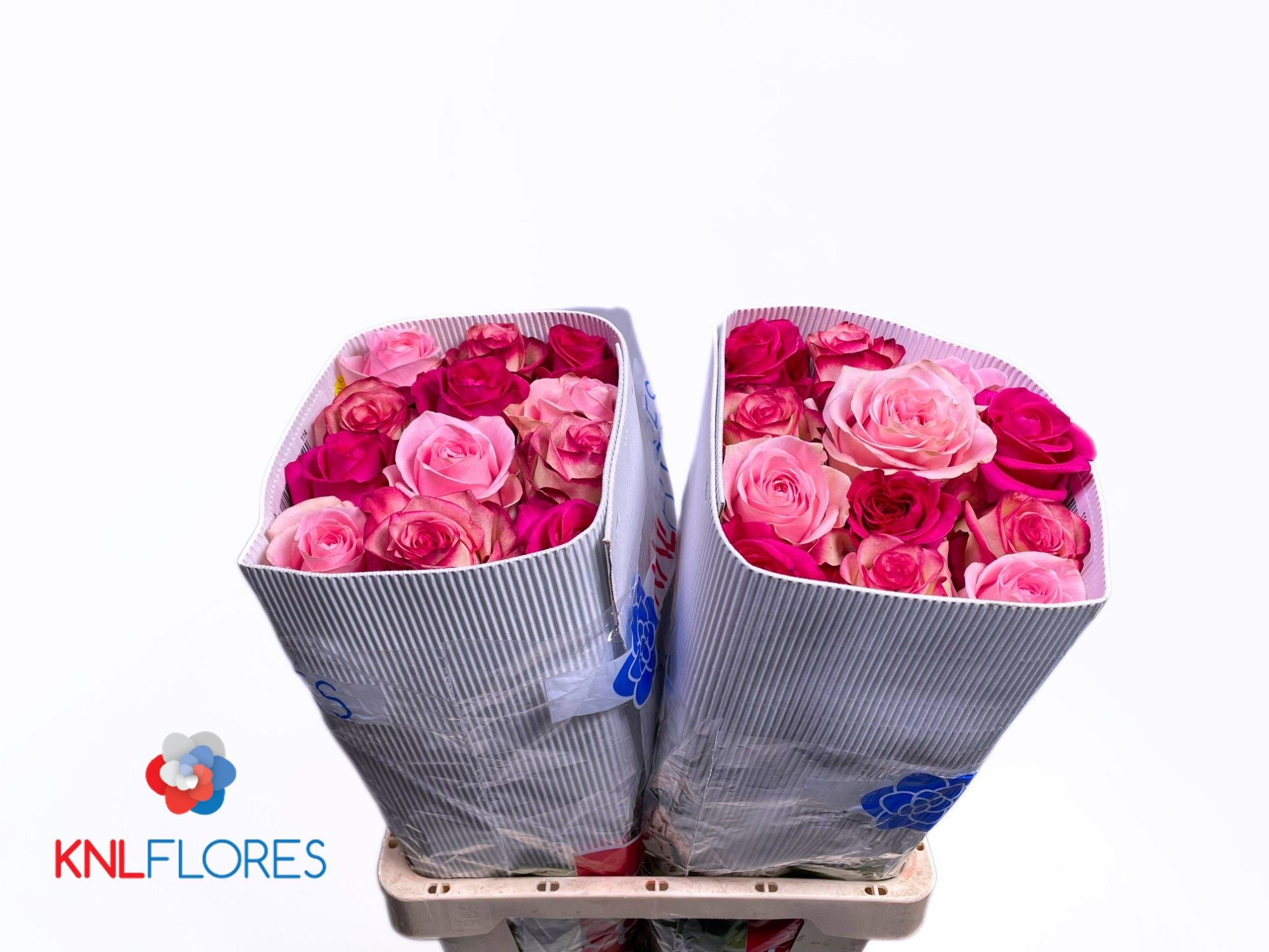 Rosa Mixed In Bunch 60cm