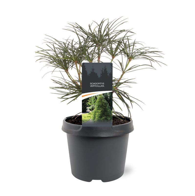 Sciadopitys verticilata
