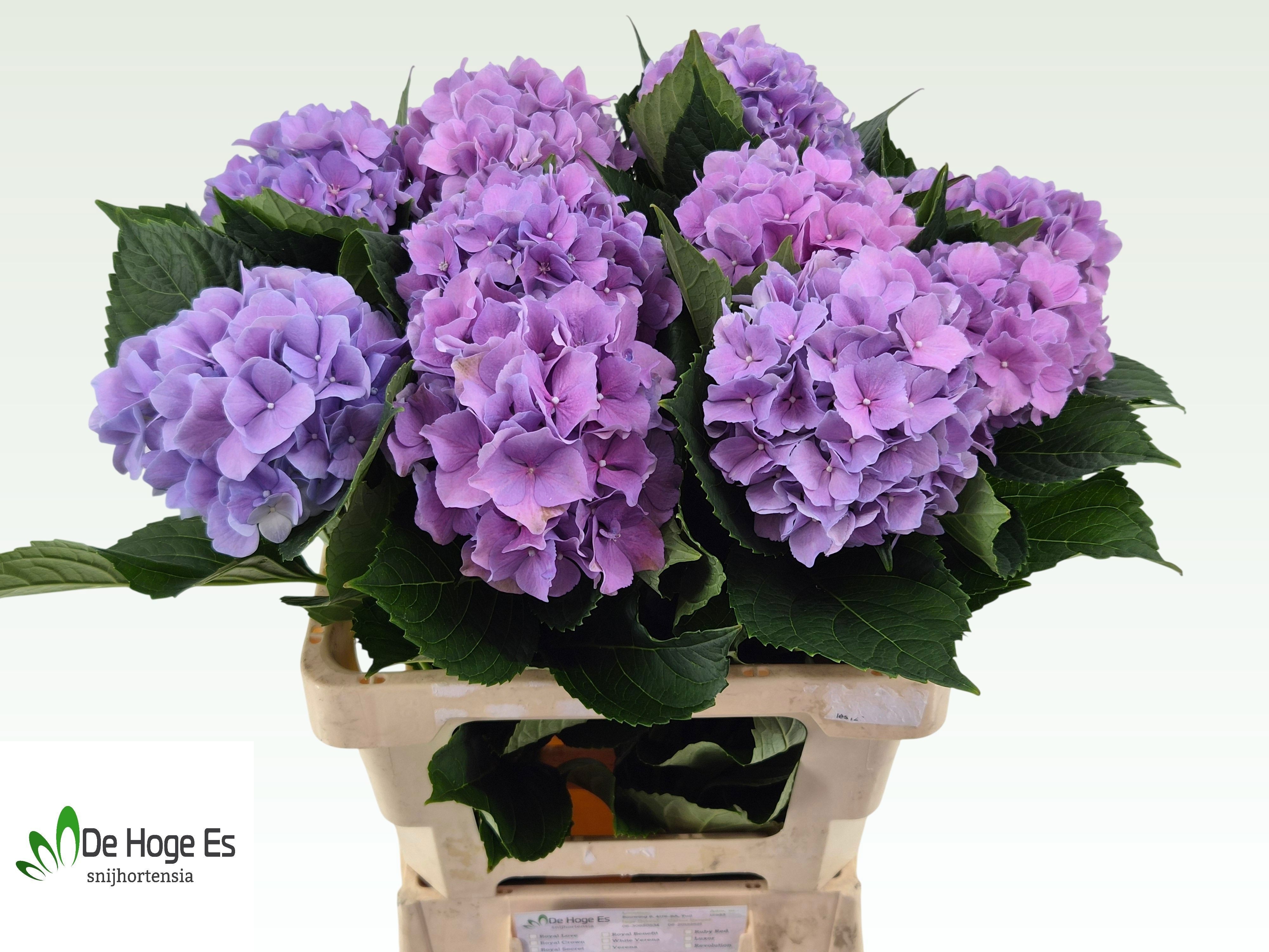 Hydr M Royal Benefit 60cm 14Ø