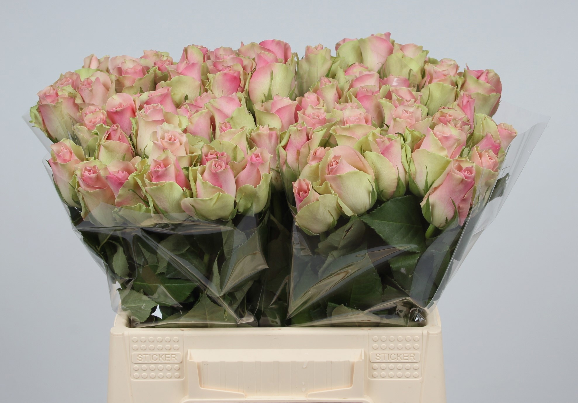 Rosa Belle Rose 40cm
