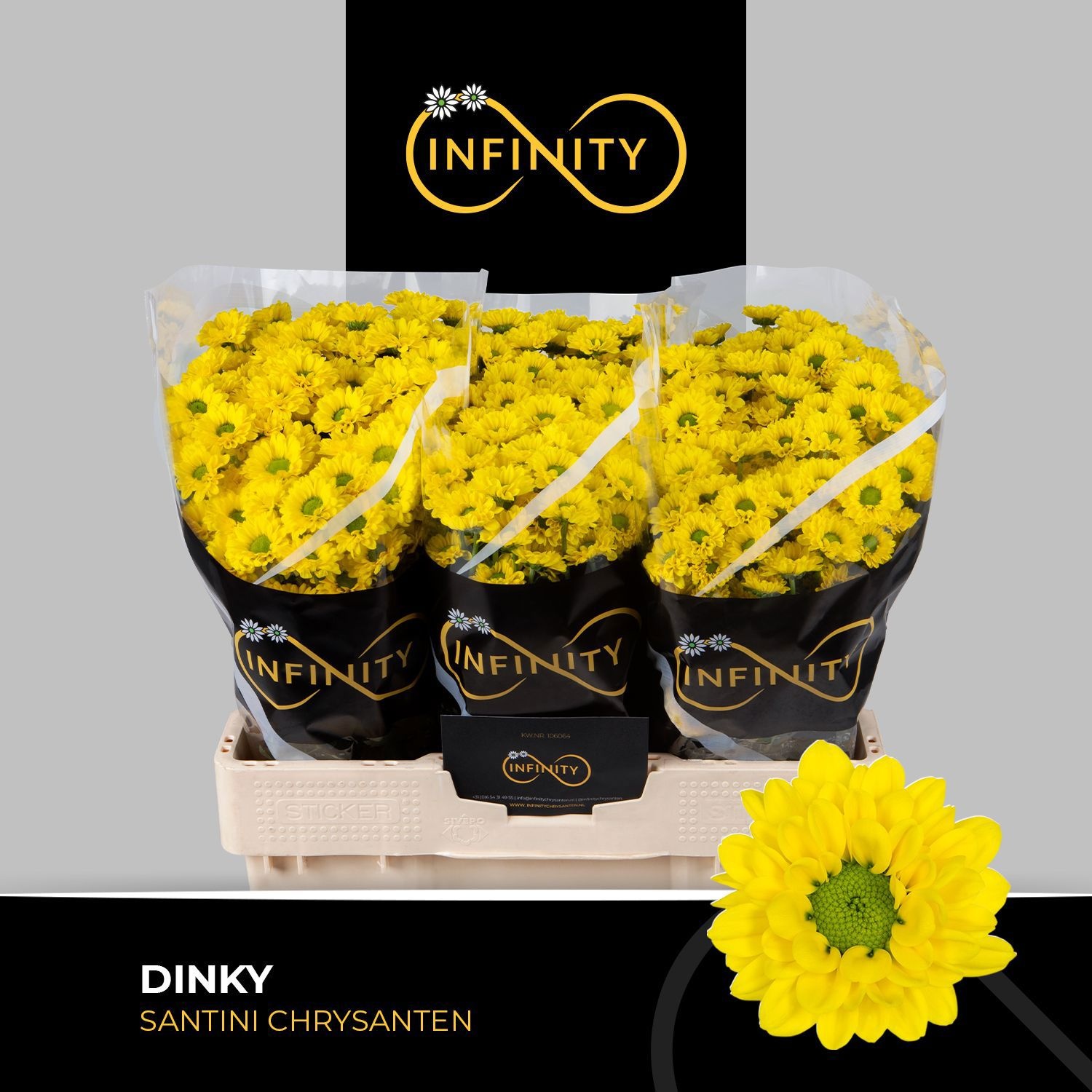 Chr S Dinky