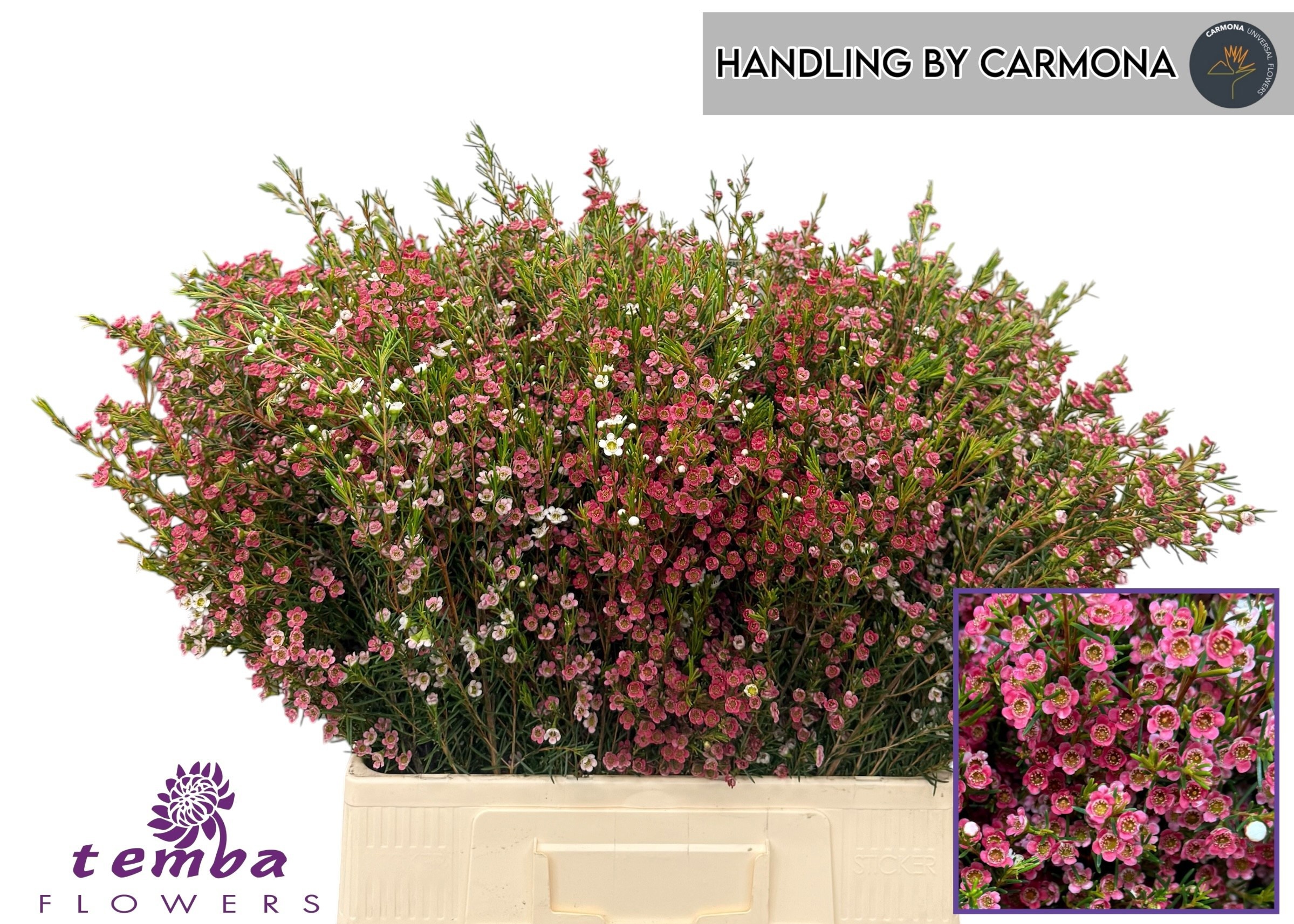 Chamelaucium My Sweet 16 60cm 50gram