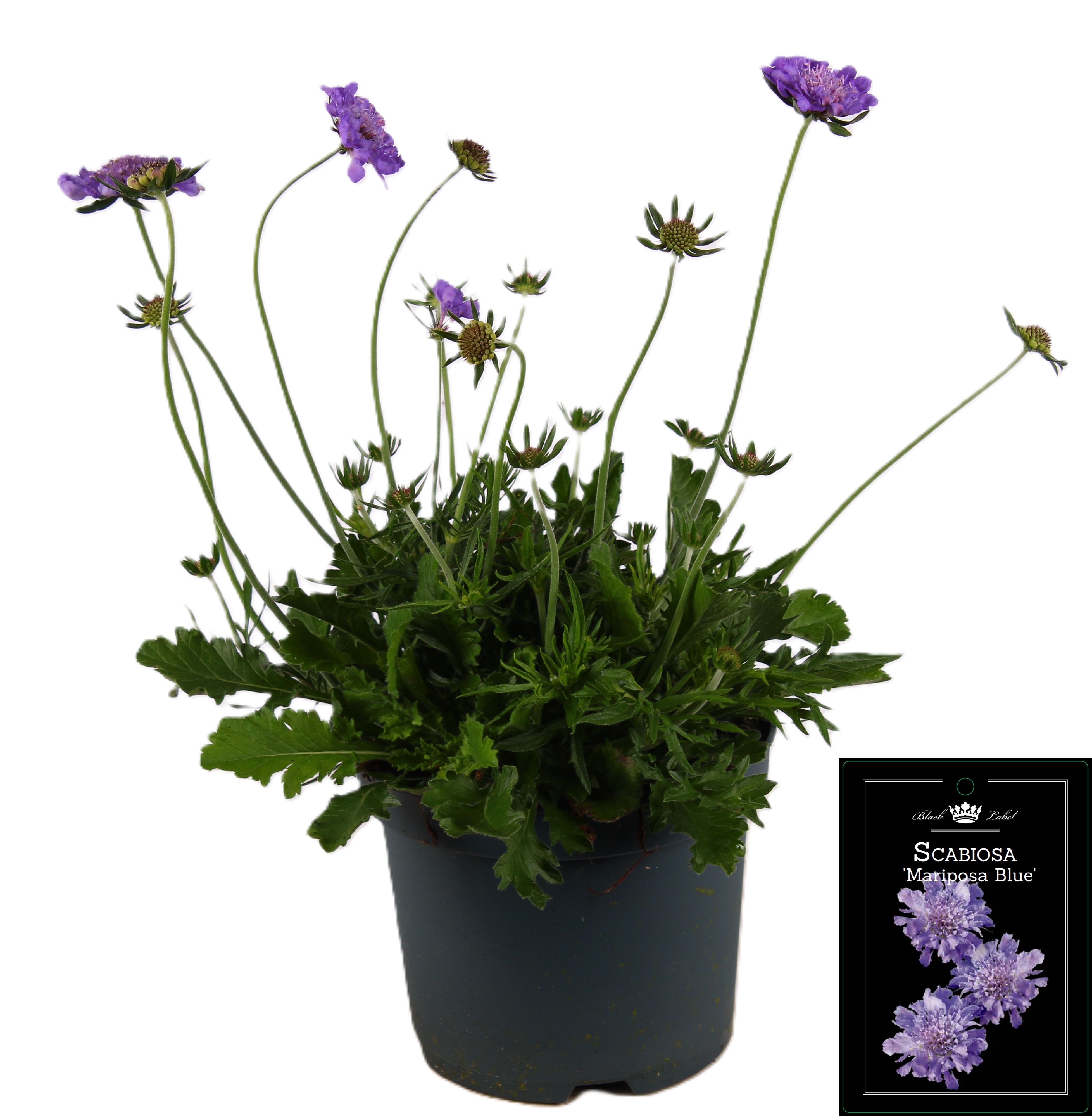 Picture of Scabiosa Mariposa