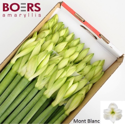 Hippeastrum Mont Blanc 2/4bl