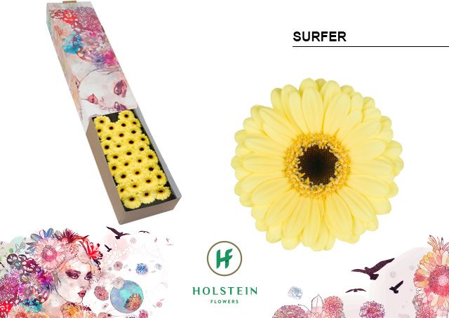 Gerbera Mini Surfer