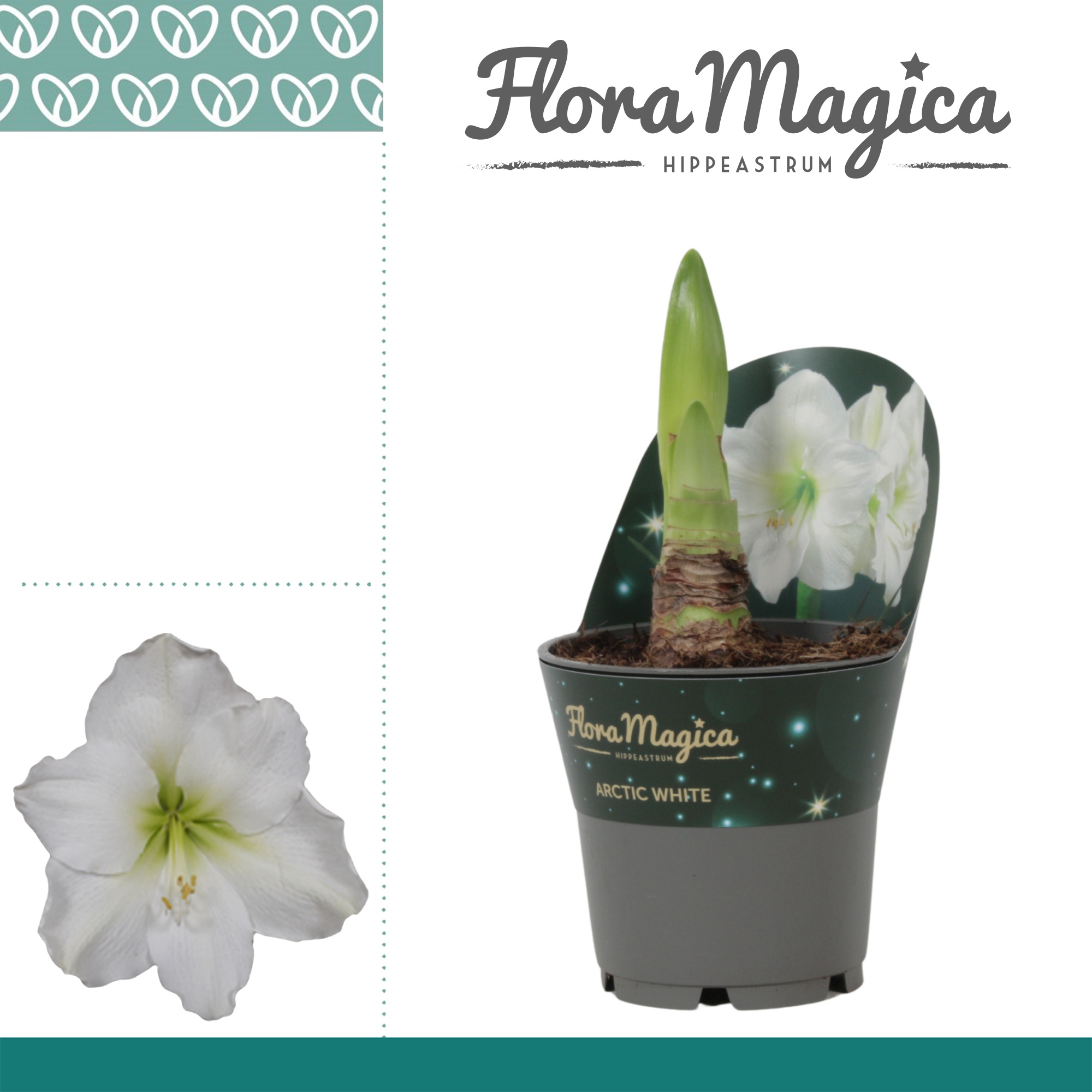 Amaryllis Arctic White 2 knop in Potkraag