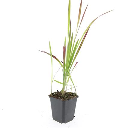 Picture of Imperata cylindrica Red Baron P9