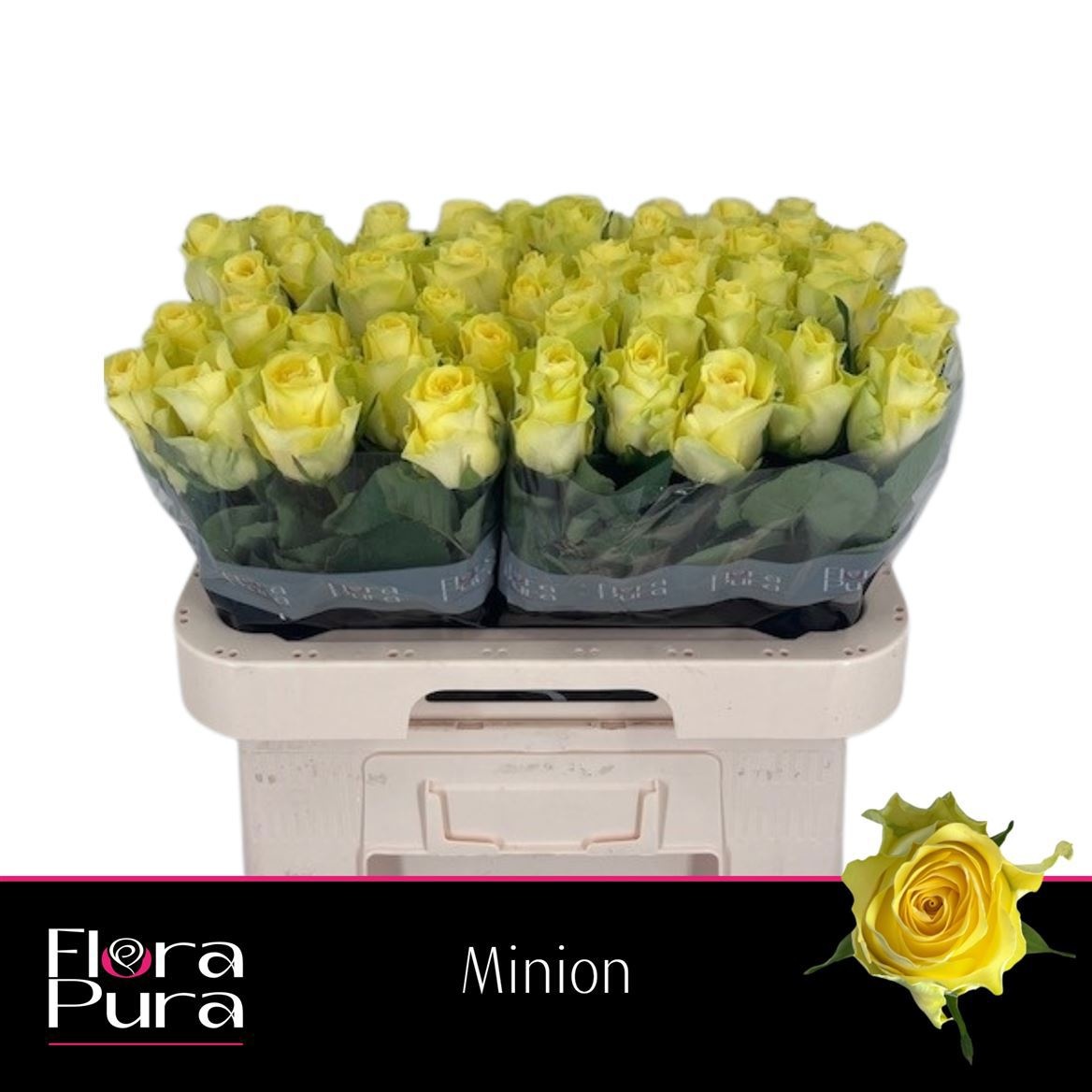 R Gr Minion Rose