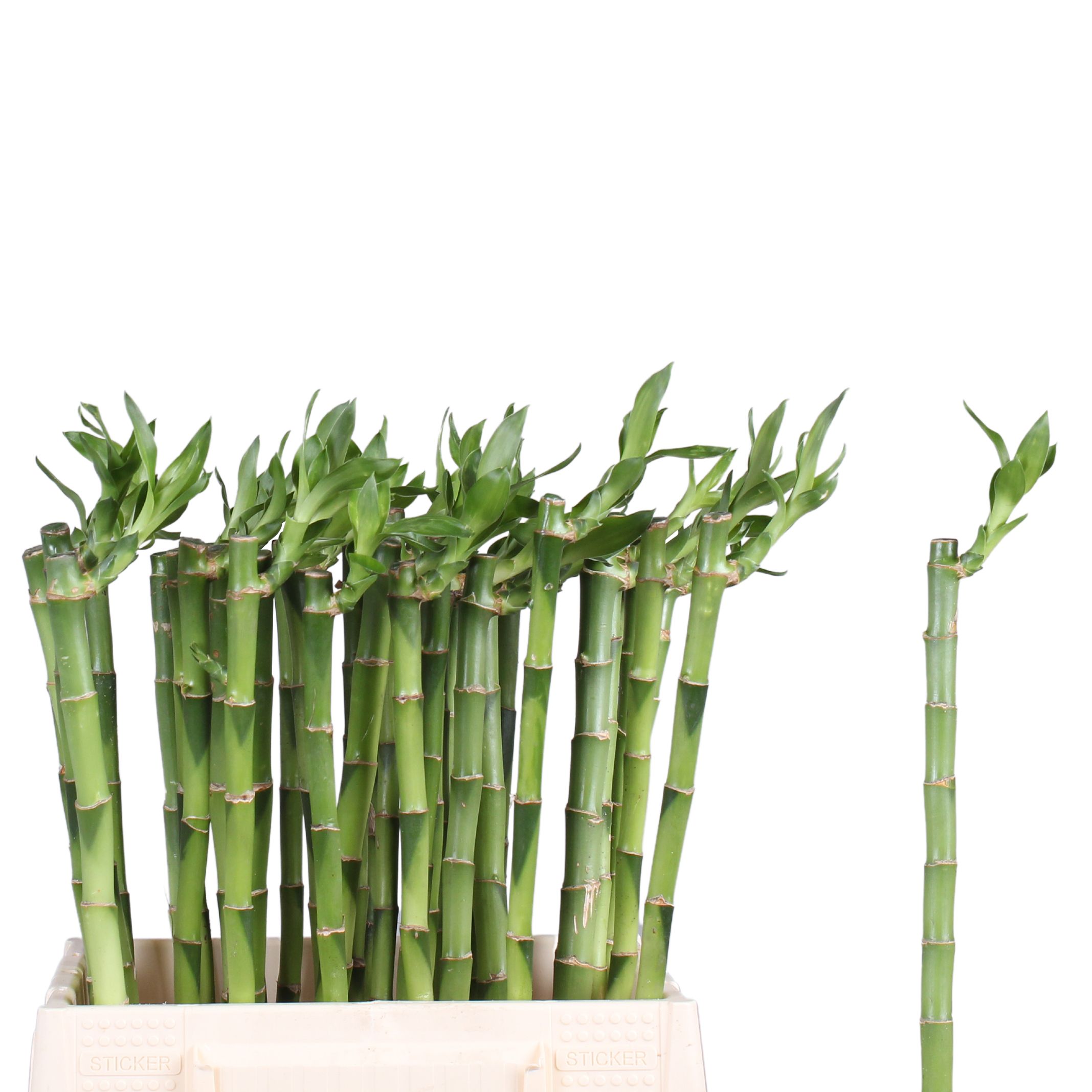Drac S Lucky Bamboo
