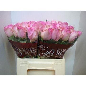 Rosa Revival 40cm