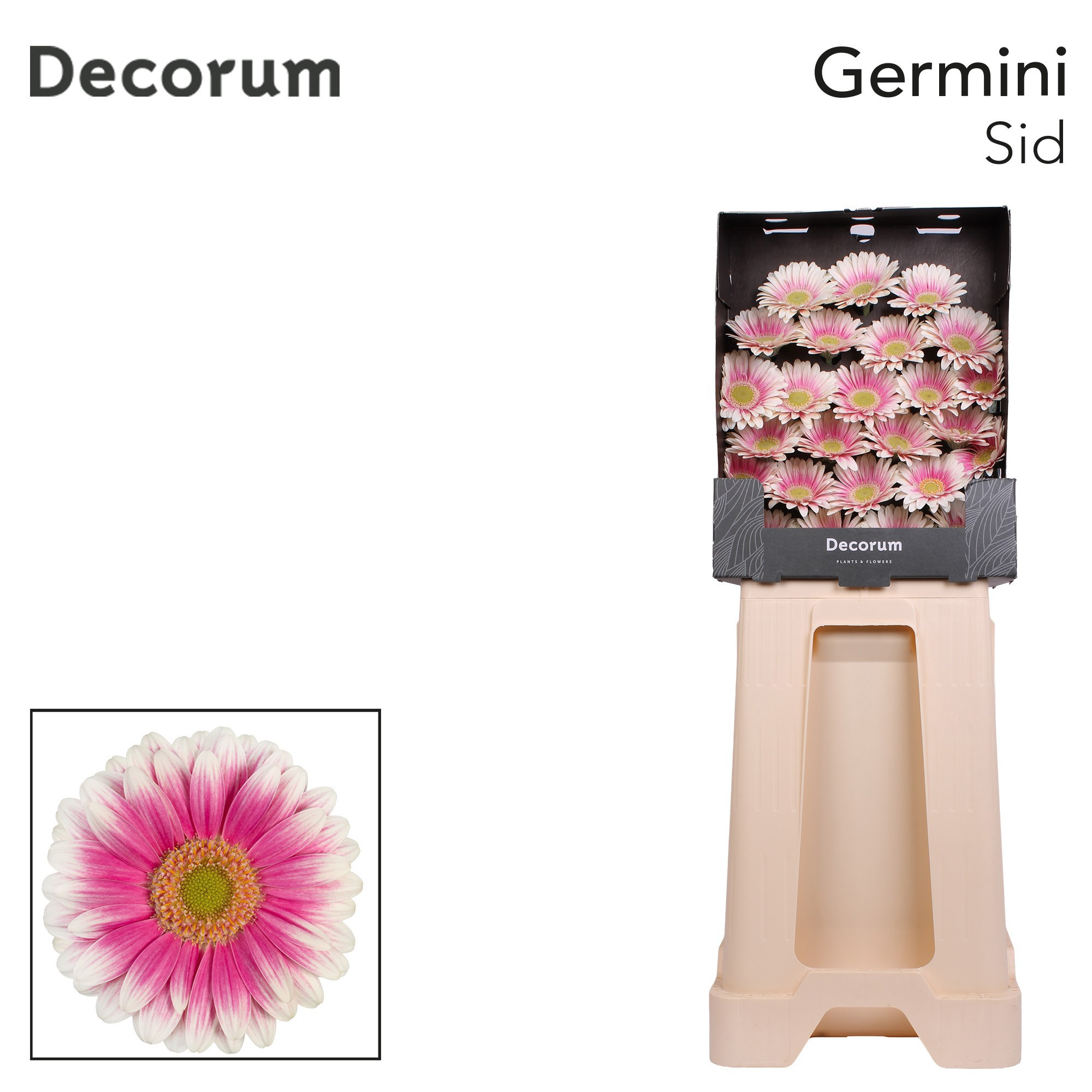 Germini Sid Diamond