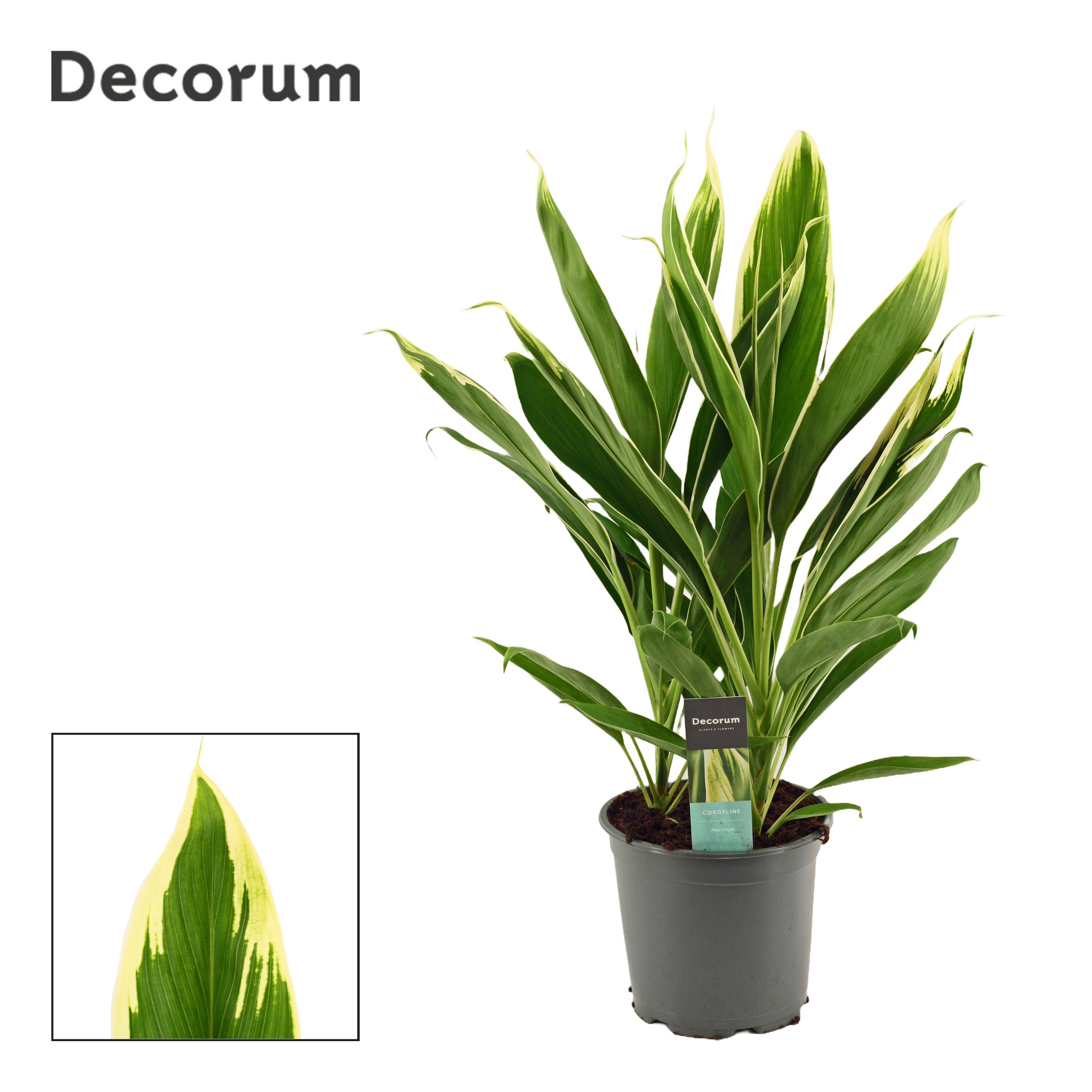 Cordyline fruticosa 'Conga' Decorum | OZ Planten
