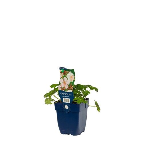 Geranium cantabrigiense 'Biokovo'