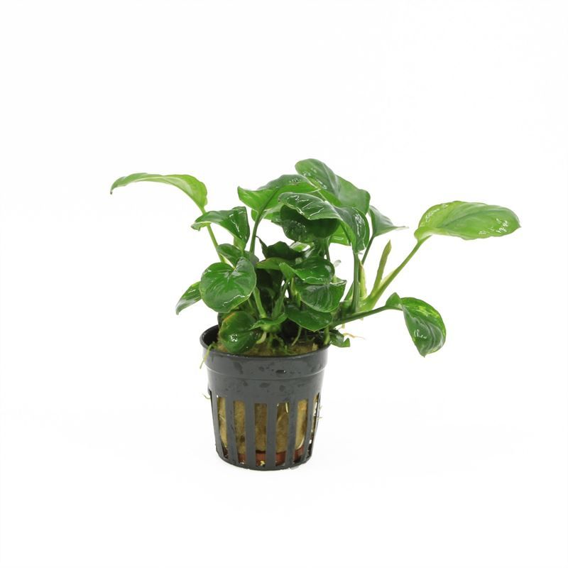 Anubias golden coin