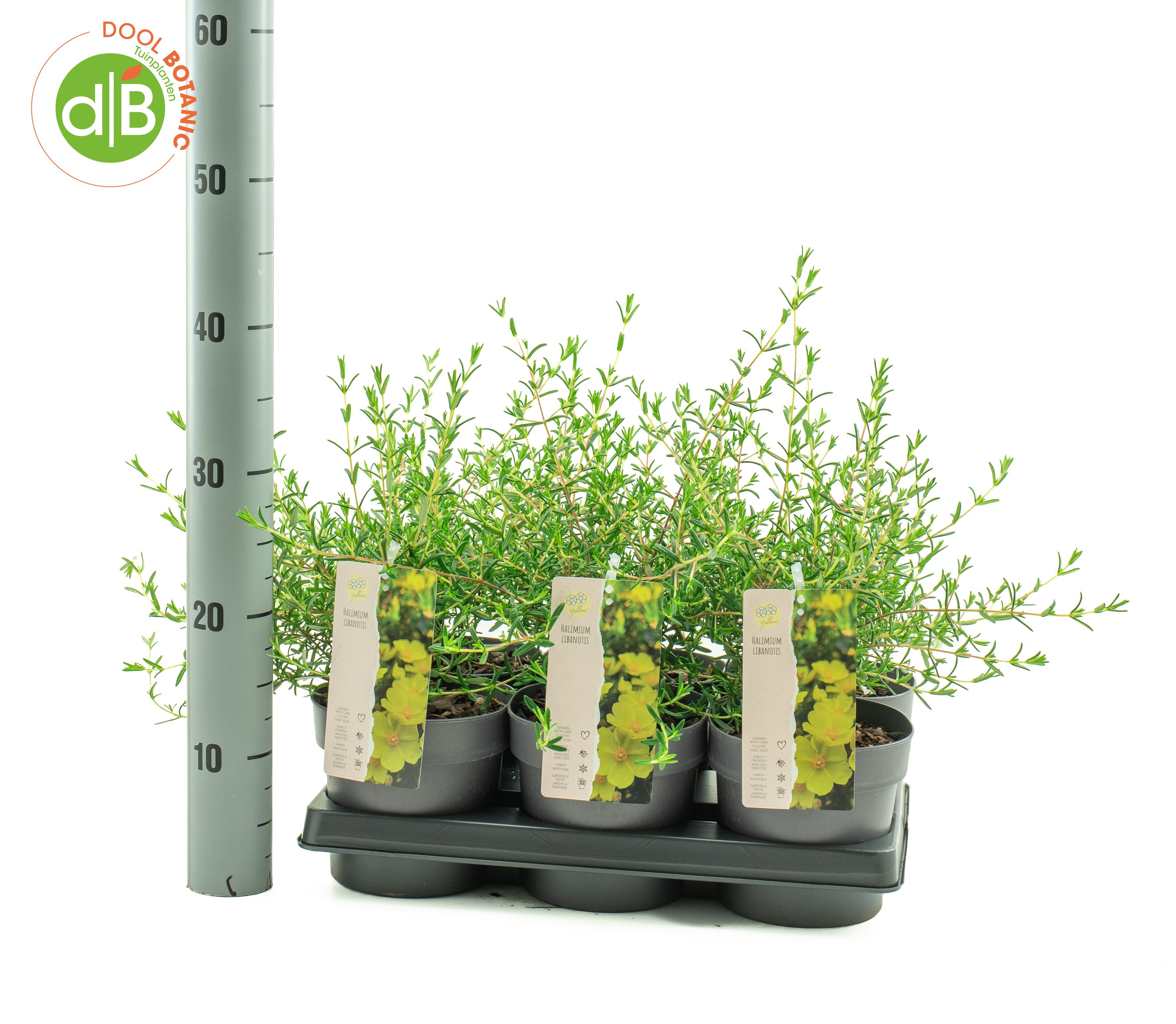 Halimium 'Libanotis'