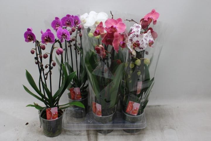 Phal El Cascade 12P 45H 2TAK 16bloem 12bloei