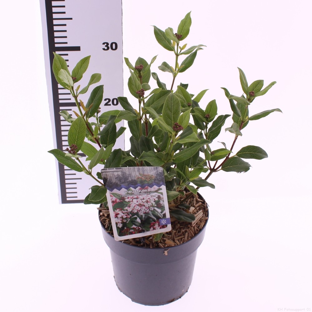 Picture of Viburnum tinus 'Gwenllian'