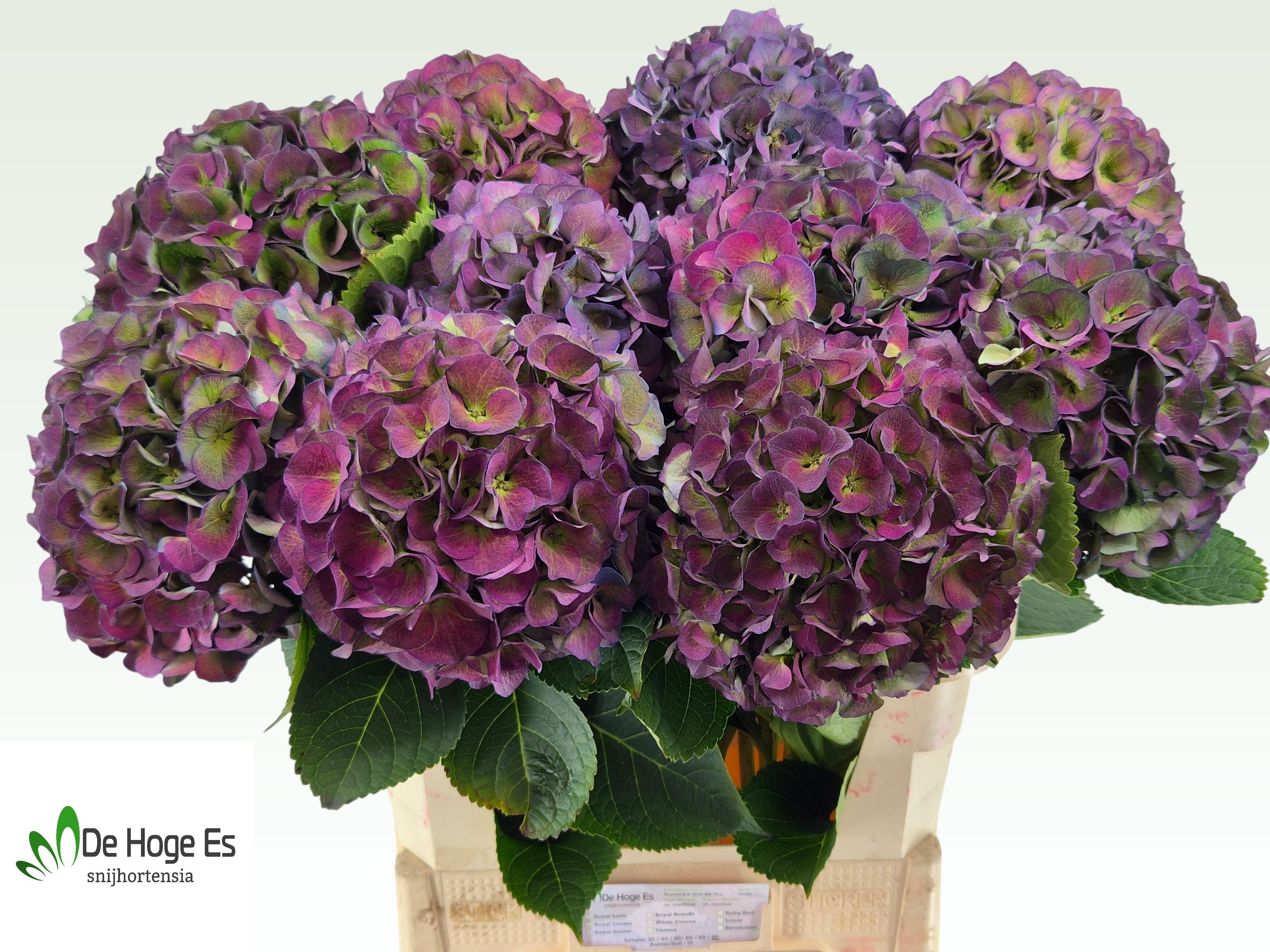 Hydrangea Royal Crown Classic 80cm 24Ø