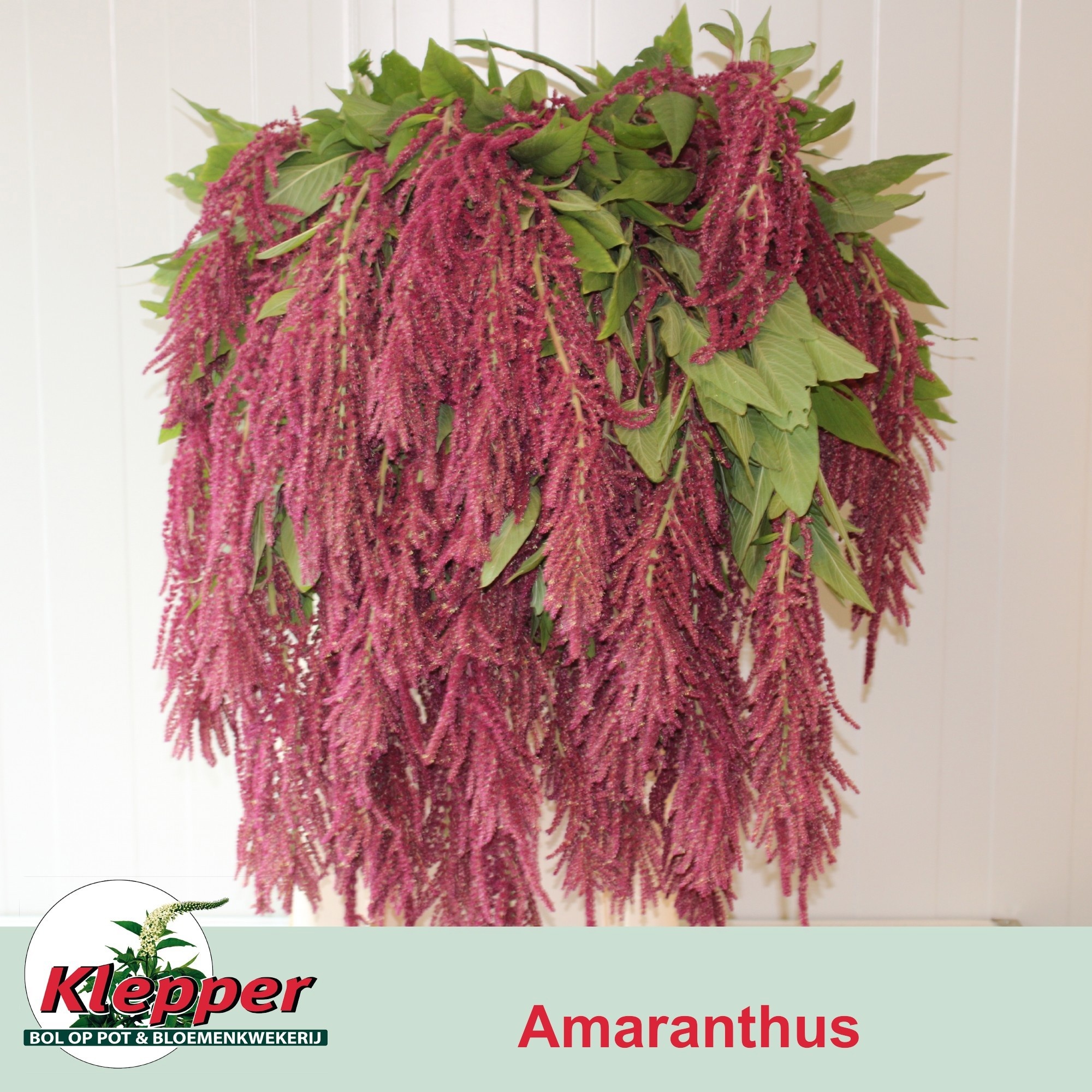 Amaranthus Hang Cordata Red 90cm