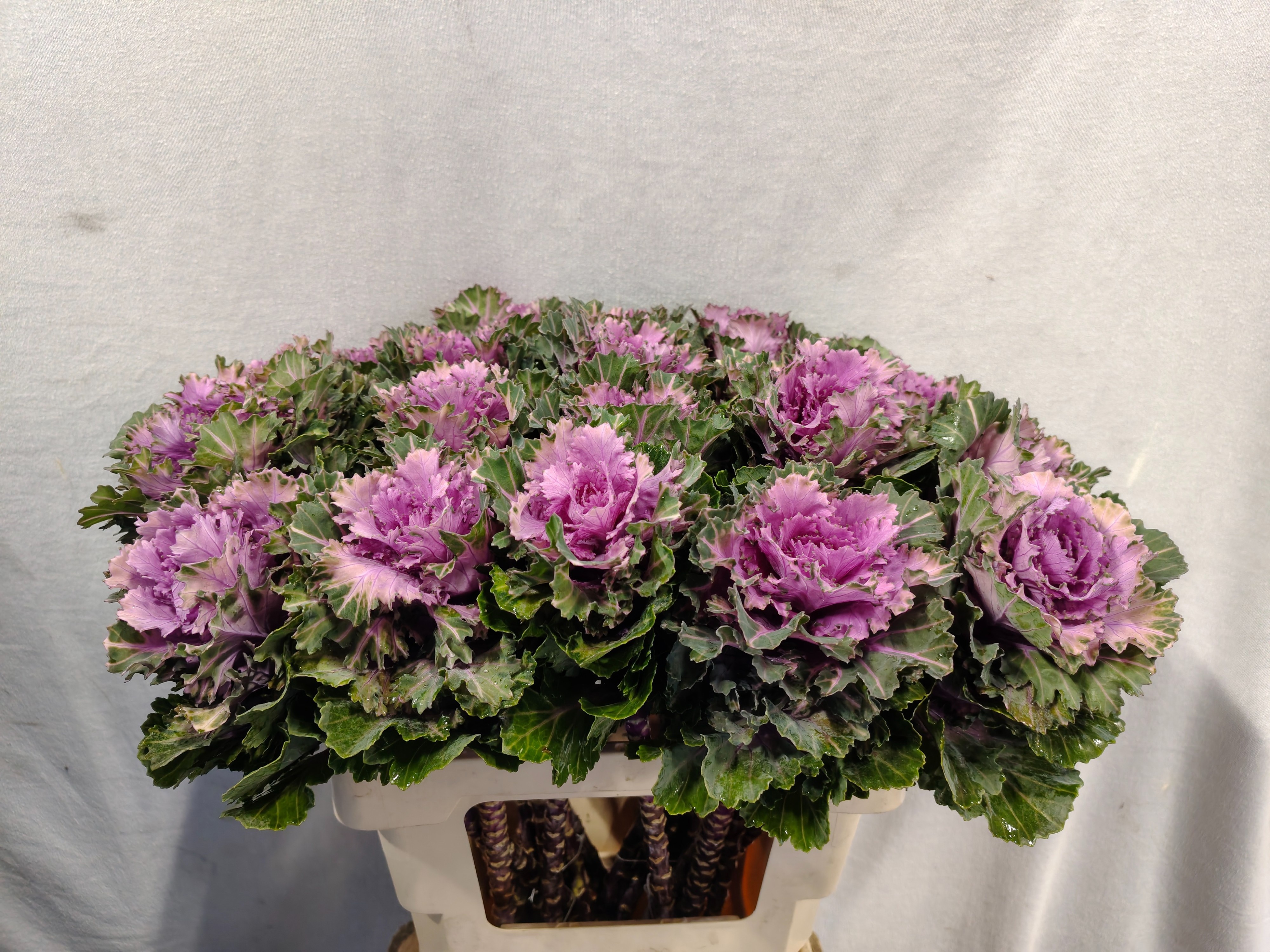Brassica Ksenia 60cm