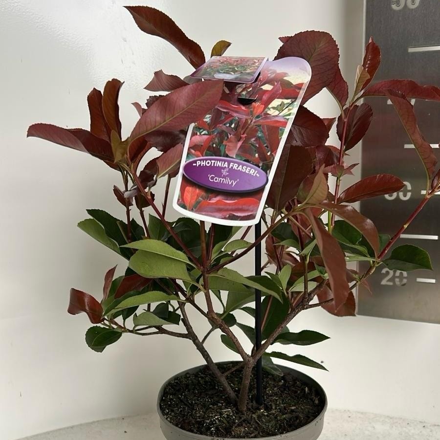 Picture of Photinia fraseri 'Camilvy’