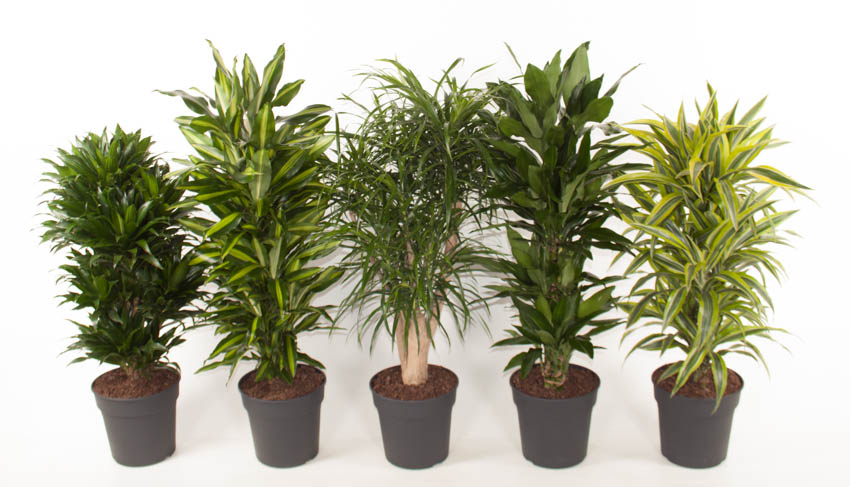 Picture of Dracaena barnched in varieties P27 100CM