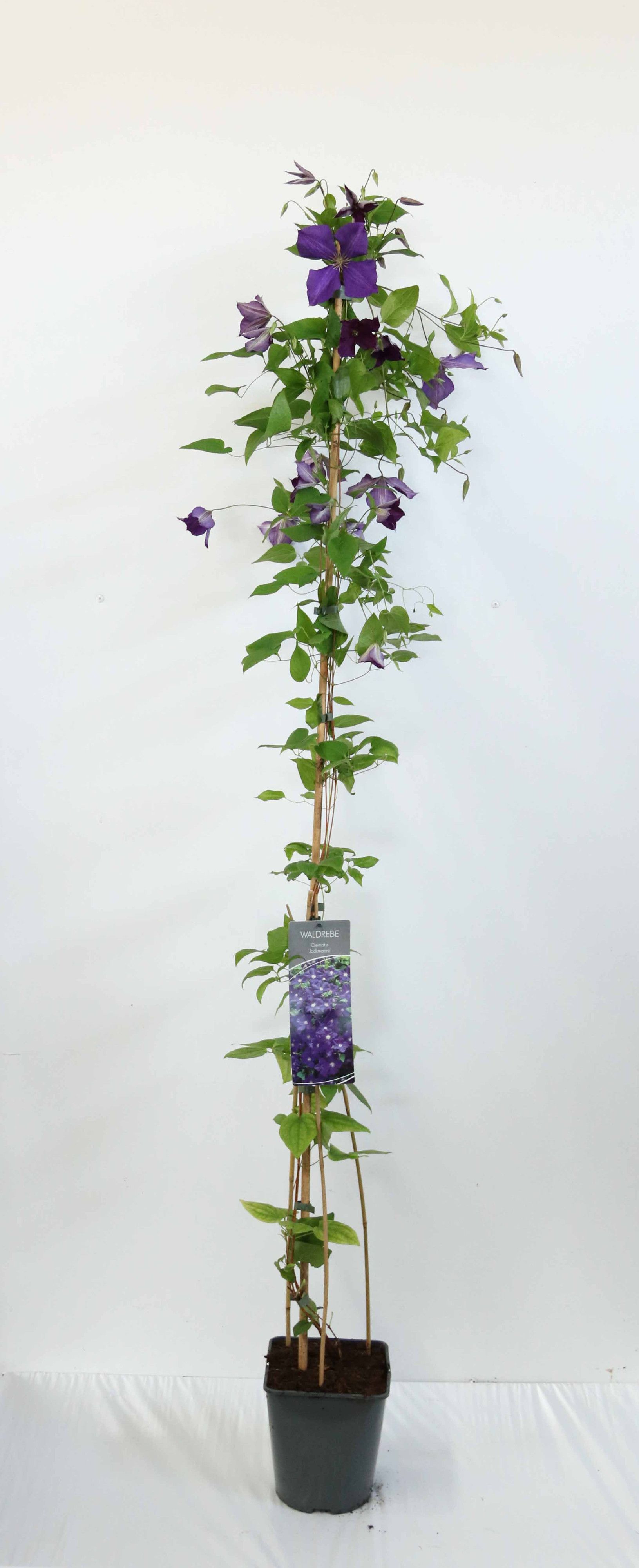 Clematis 'Jackmanii'