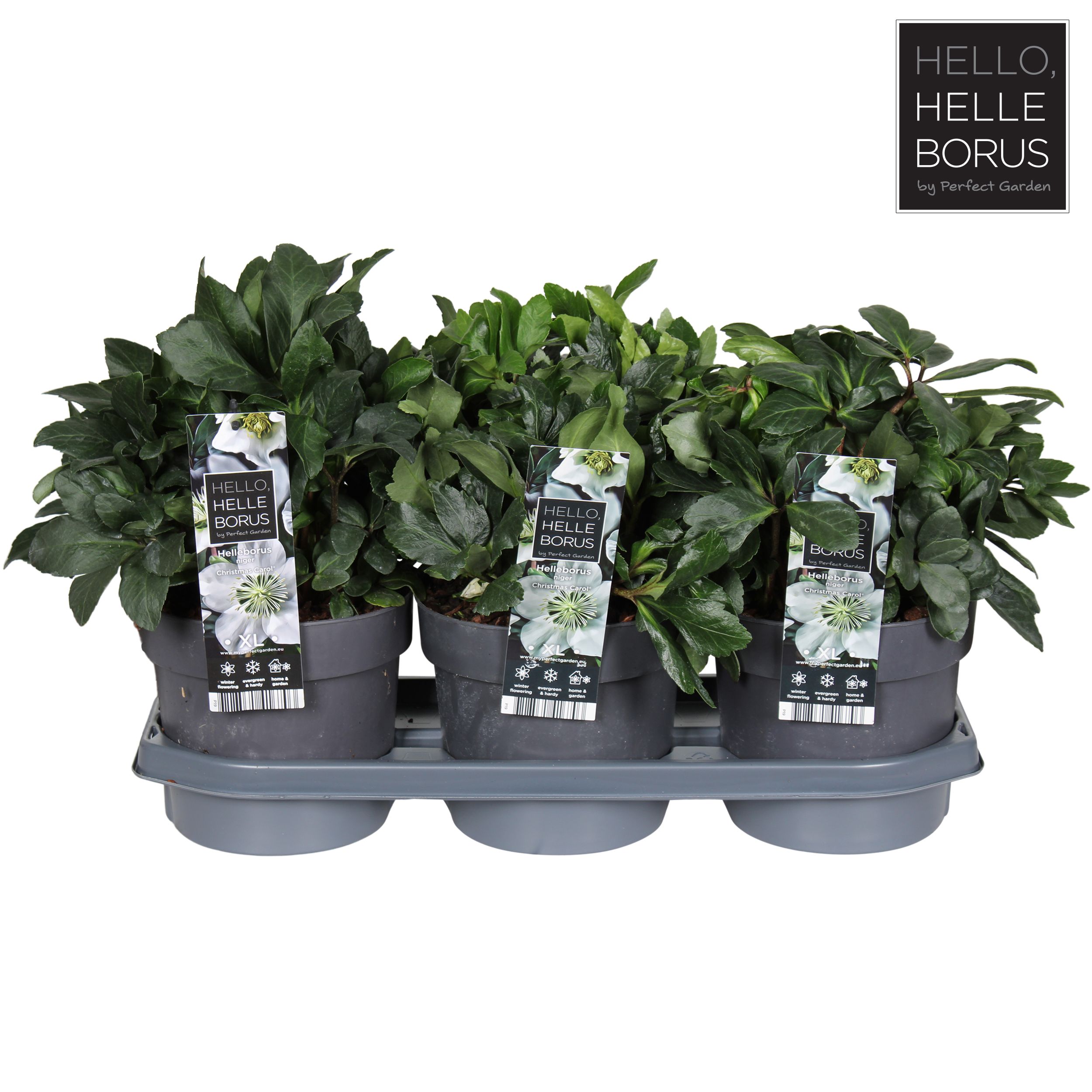 Picture of Helleborus niger Christmas Carol P19 (XL)
