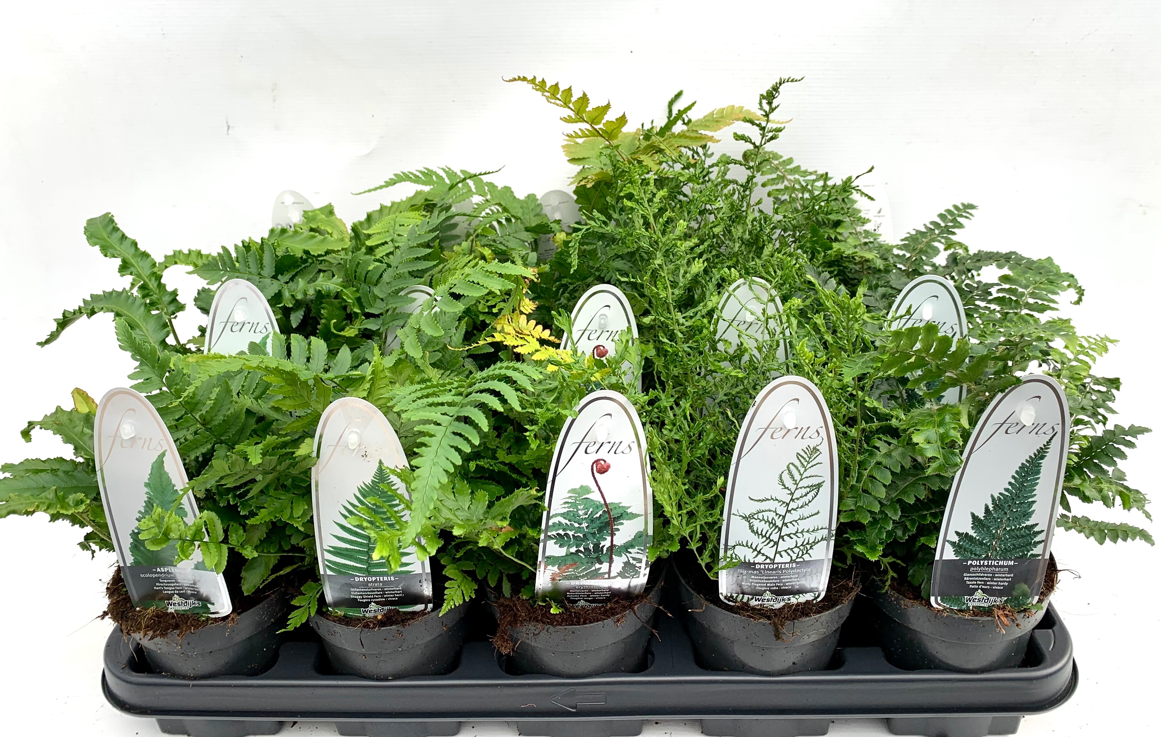 Picture of Ferns in varieties - outdoor P11