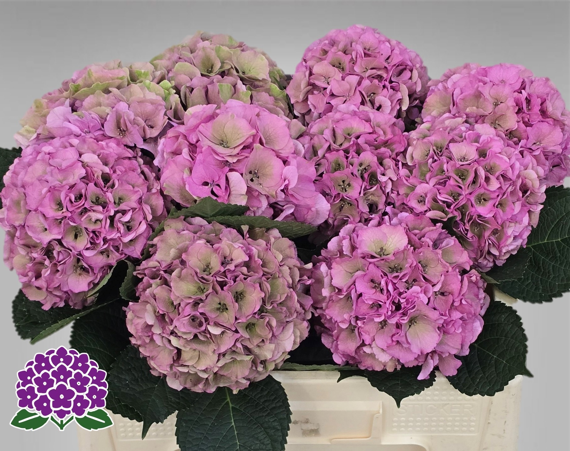 Hydrangea Royal Palace Classic 50cm 13Ø