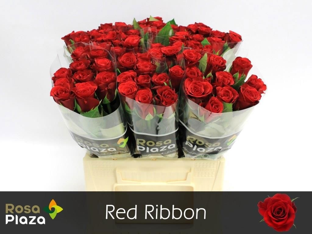 R Gr Red Ribbon