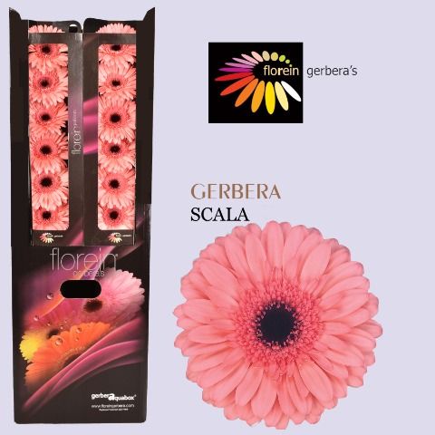 Ge Gr Scala