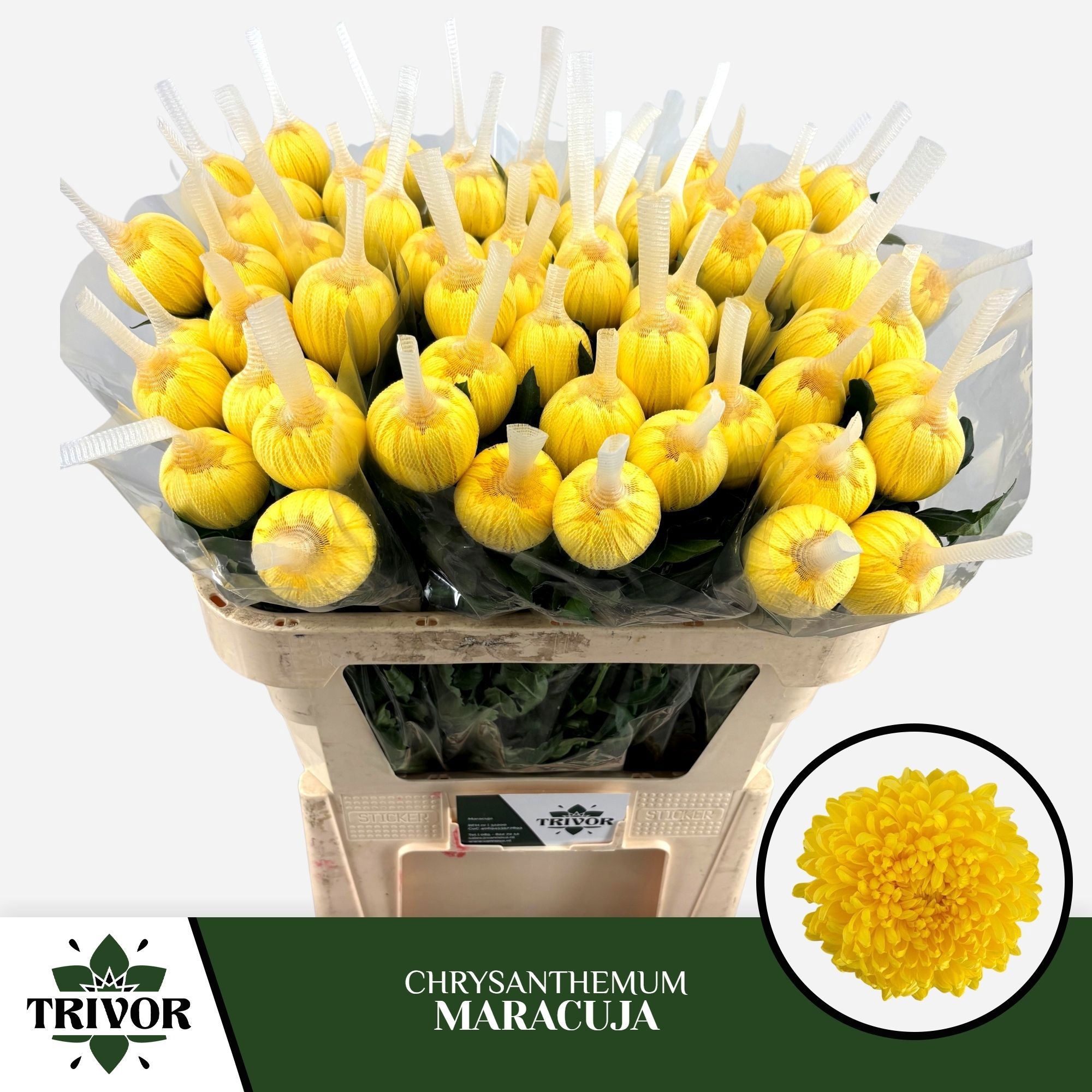 Chrys Single Maracuja 70cm 65gram