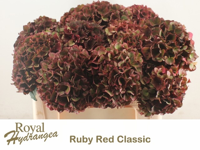Hydrangea Ruby Red Classic 50cm 14Ø