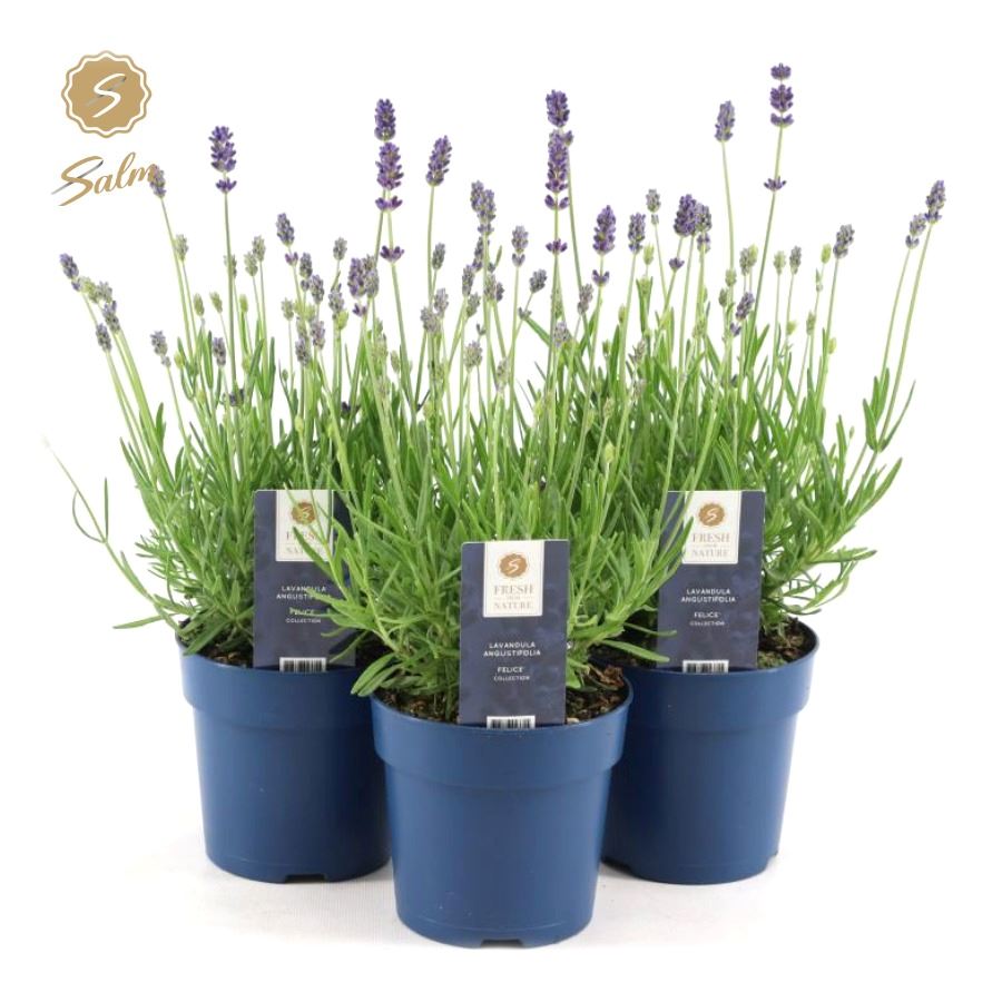 Picture of Lavandula ang. 'Felice'® Collection P12