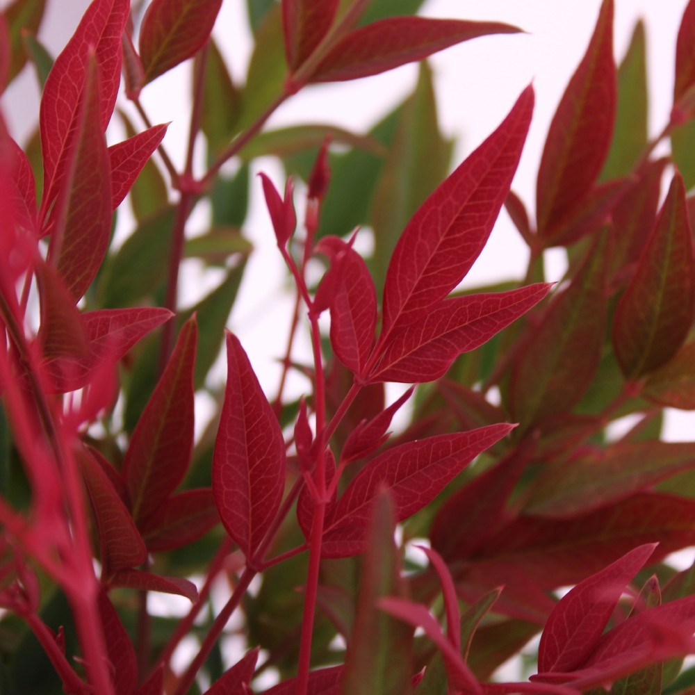 Picture of Nandina domestica 'Obsessed'