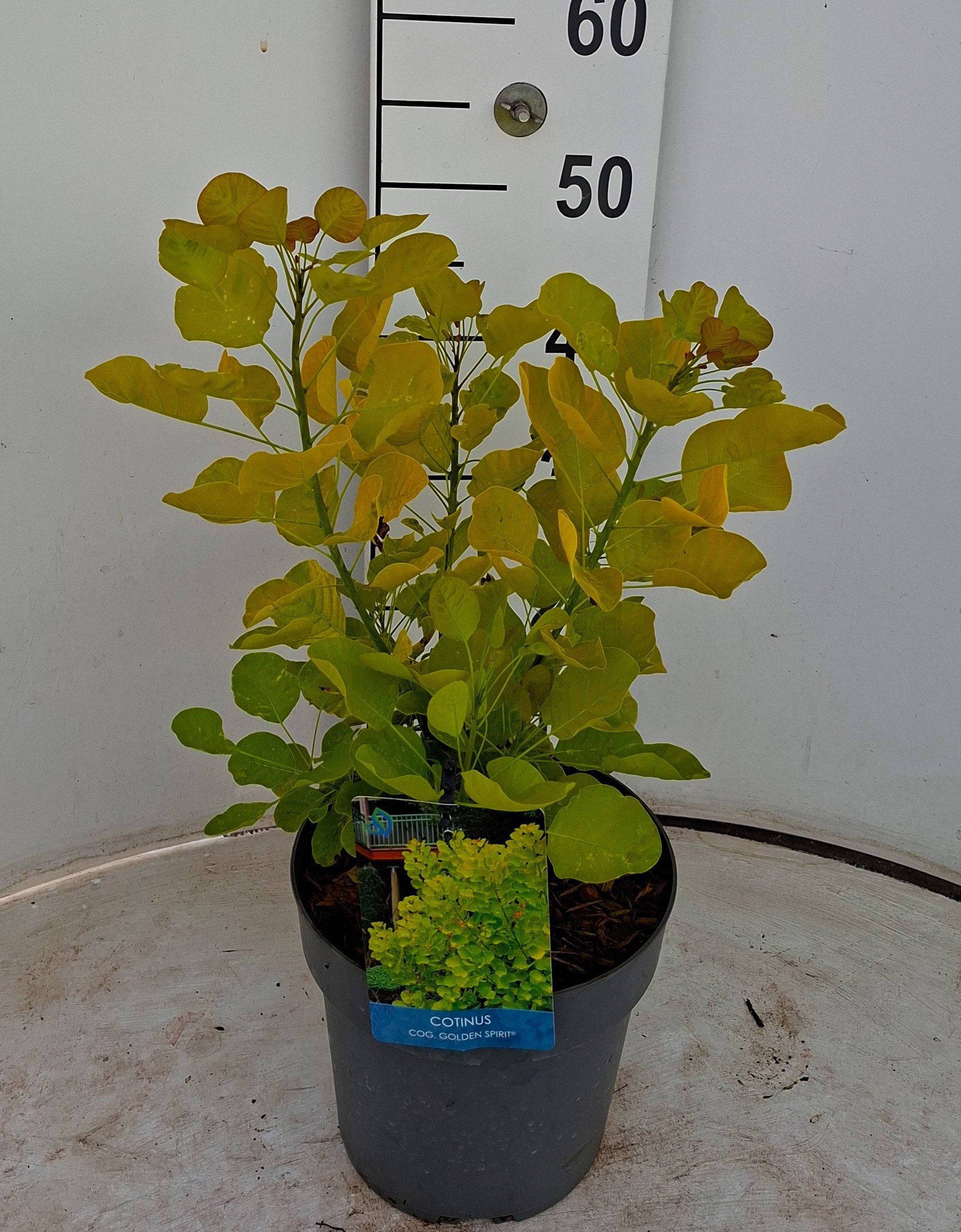 Cotinus coggygria Golden Spirit ('Ancot')