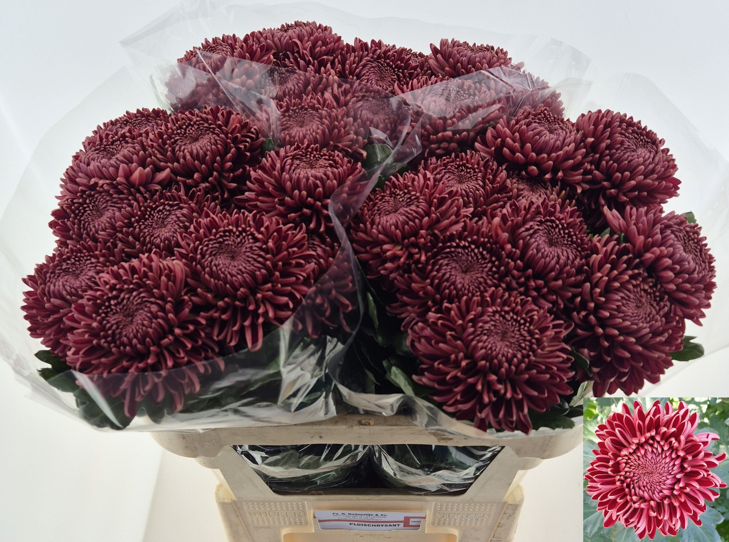 Chr G Bigoudi Red