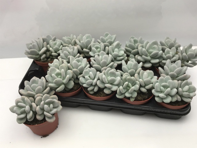 Pachyphytum Oviferum 12P 18H