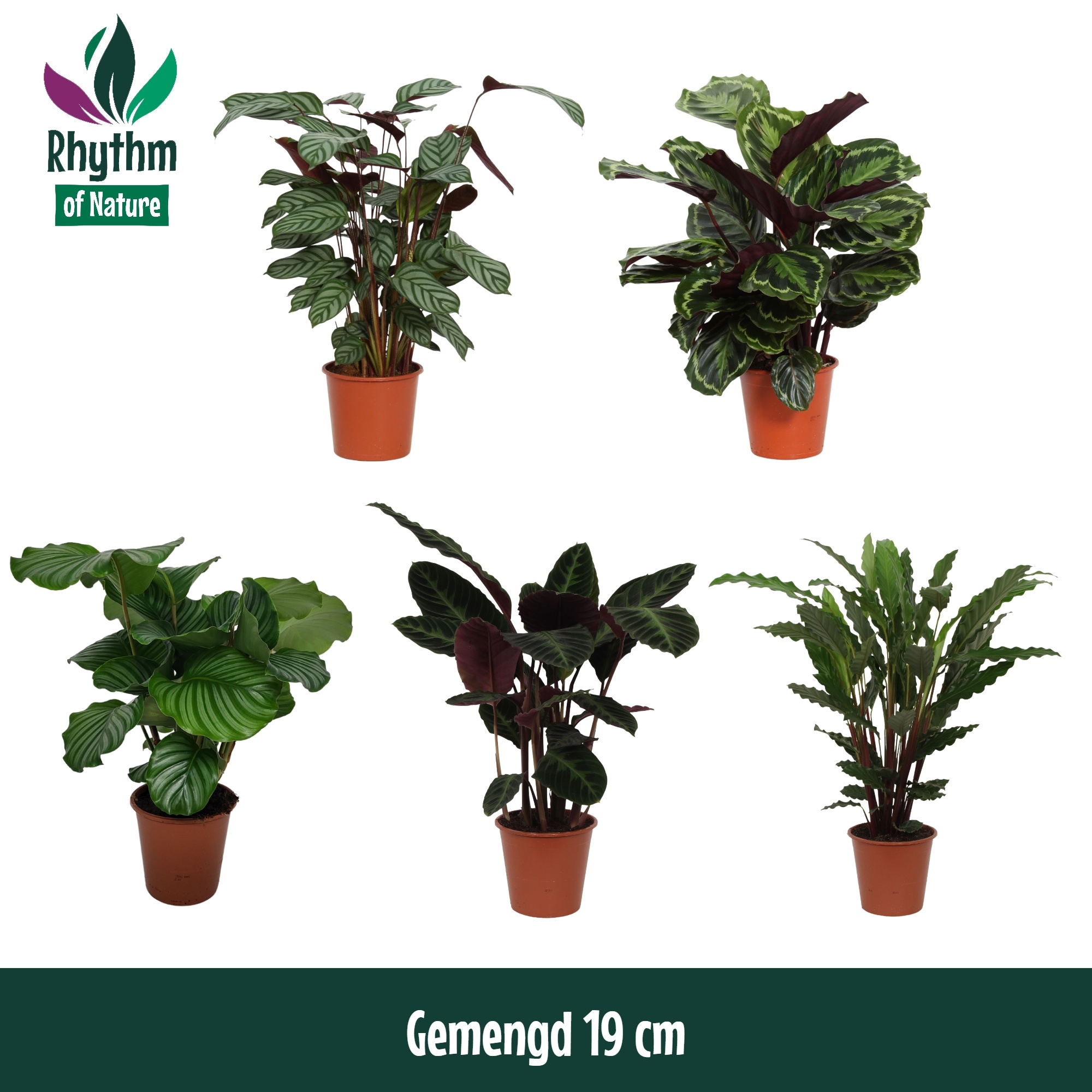 Calathea gemischt | Hamiplant
