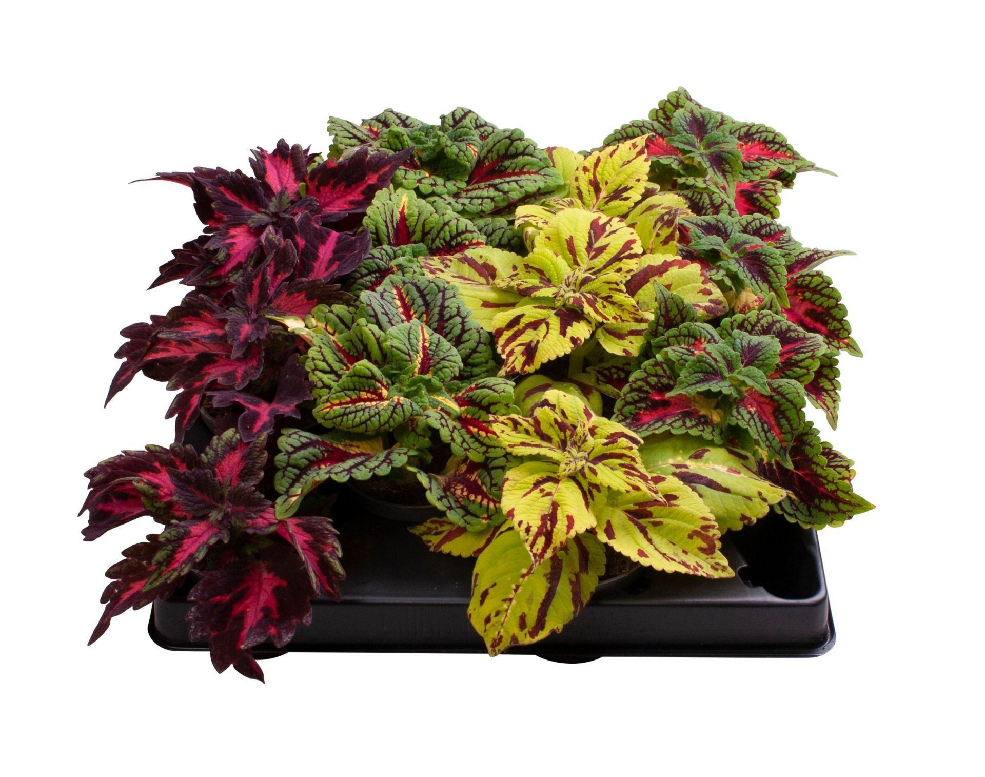 Coleus Mix®