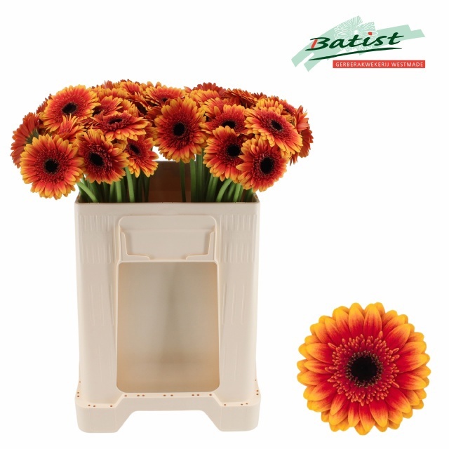 Gerbera Mini Papagayo