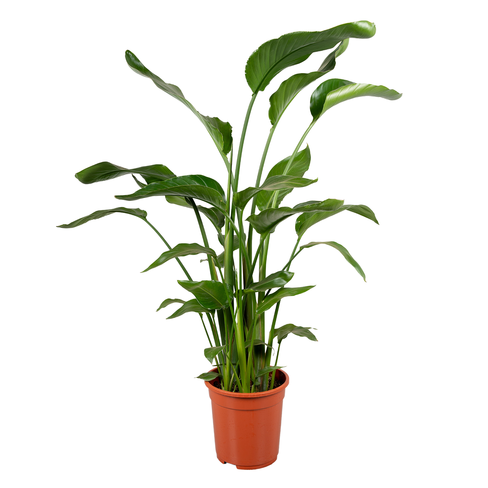 Picture of Strelitzia nicolai 4 PP P21 100CM